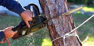 How Our Tree Care Process Works  in Thibodaux, LA